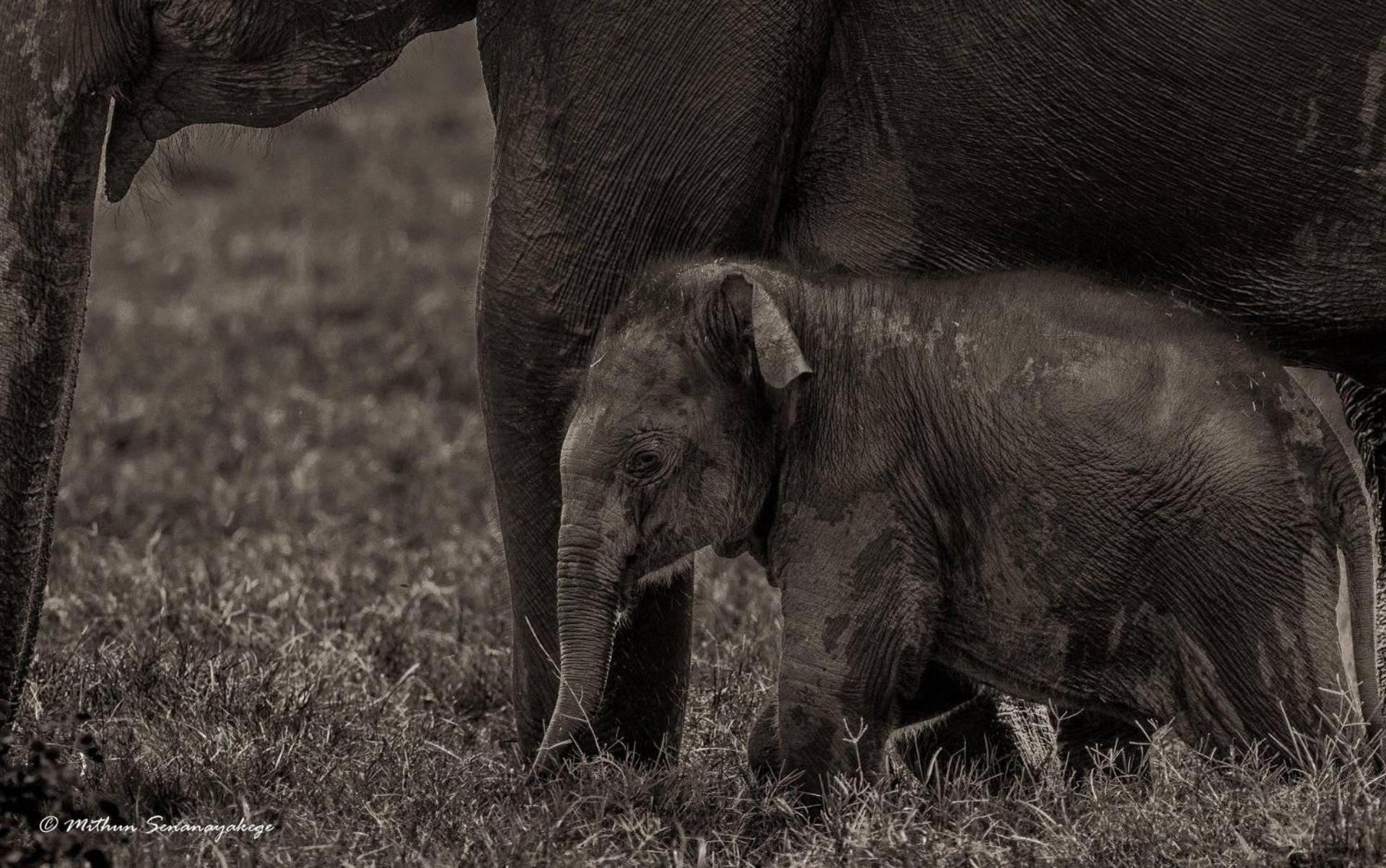 Отель Yala Podi Hoona Bush Camp Экстерьер фото