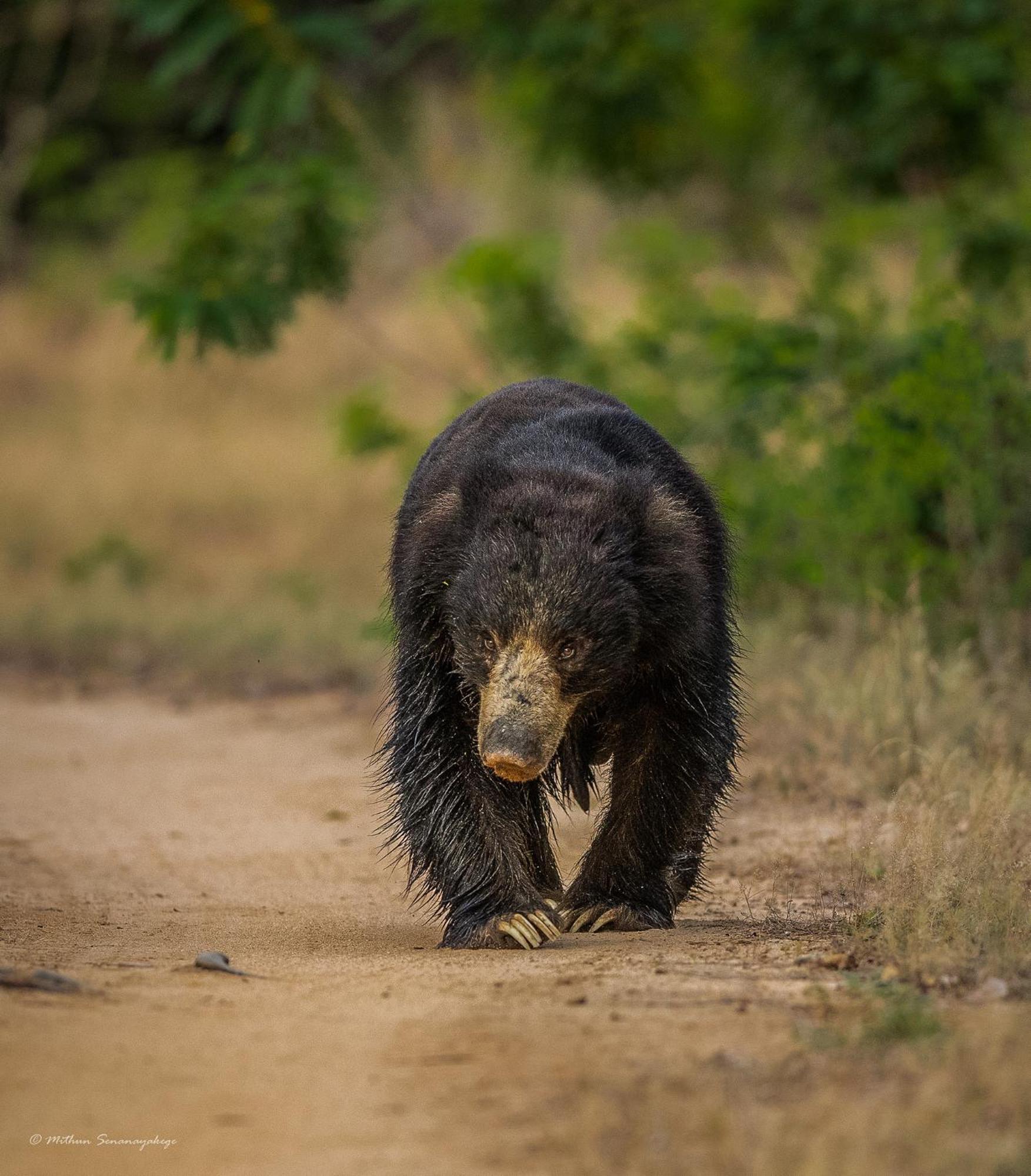 Отель Yala Podi Hoona Bush Camp Экстерьер фото